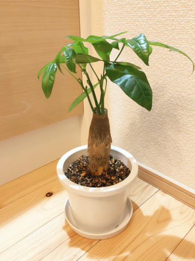 観葉植物　大きくなったパキラ①　37cm　5号鉢と受け皿付き