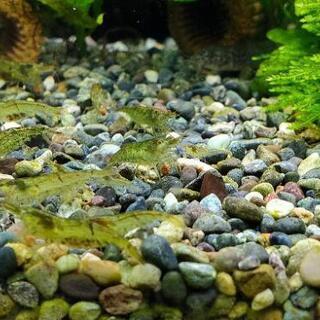 愛知県の中古ミナミヌマエビが無料 格安で買える ジモティー