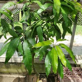 マンゴーの実生　１２年もの