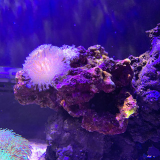 海水　サンゴ　ウミキノコ（ミニサイズ）付ライブロック
