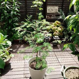メタセコイア 苗木 1メートル