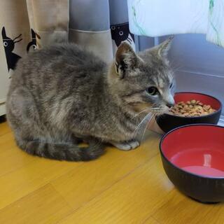 新しい飼い主さんを募集します。