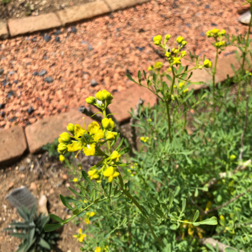 直接ok ハーブ苗 ルー ヘンルーダ 1ポット Mone 坂戸のその他の中古あげます 譲ります ジモティーで不用品の処分