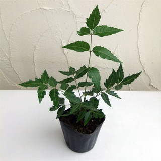 大阪府 茨木市の中古観葉植物が無料 格安で買える ジモティー