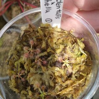 食虫植物ピグミードロセラ オキシデンタリスxプルチェラ交配種①¥500