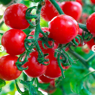 【ネット決済】プチトマトの苗１つ150円　