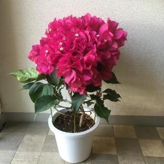 中古ブーゲンビリアが無料 格安で買える ジモティー