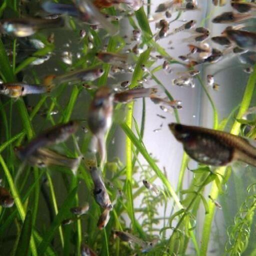 グッピー稚魚匹 親もあります とも 日前宮のその他の中古あげます 譲ります ジモティーで不用品の処分 グッピー稚魚匹 親もあります とも 日前宮のその他の中古あげます 譲ります ジモティーで不用品の処分
