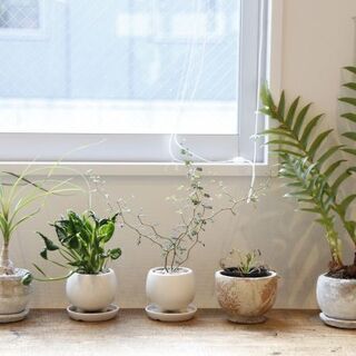 室内の観葉植物を光触媒加工いたします。 - ハウスクリーニング