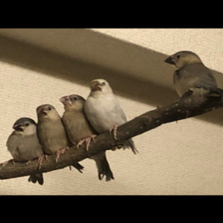 文鳥（生後2ヶ月〜10ヶ月）お譲り致します。