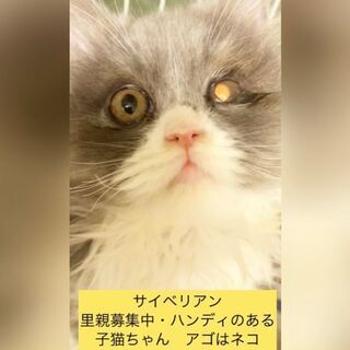 サイベリアン●●●　子猫　●●●本文をよくご覧下さいませ。 ●●...