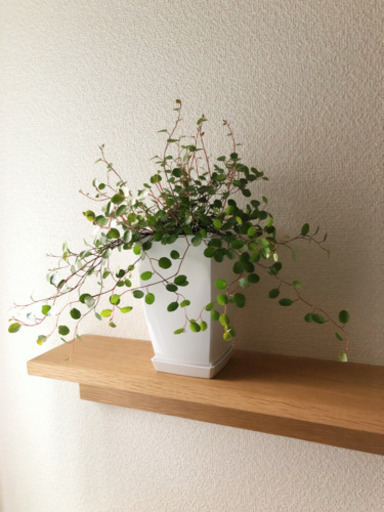 観葉植物　成長したワイヤープランツ　3号鉢と受け皿付き