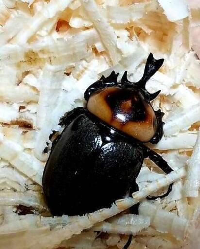 ヨツボシヒナカブト 幼虫 8頭 petrovina.com.br