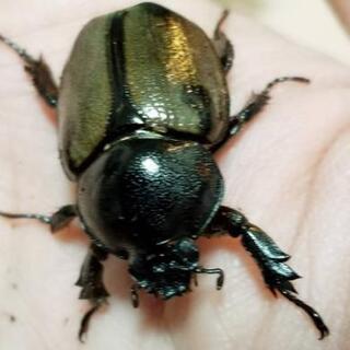 ヨツボシヒナカブト　幼虫　8頭 ヨツボシヒナカブト 幼虫 8頭