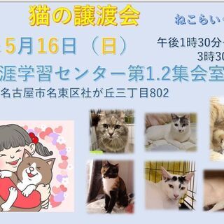 猫の譲渡会「5月16日」名古屋市名東区🐈