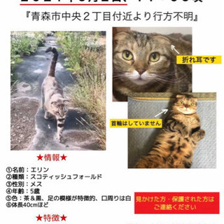 猫を探しています→5月6日見つかりました！ − 青森県