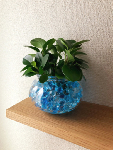 観葉植物　ペペロミア・ジェイド　ジェルポリマー　IKEAのフラワーベース付き