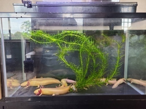 ウーパールーパー　水槽セット
