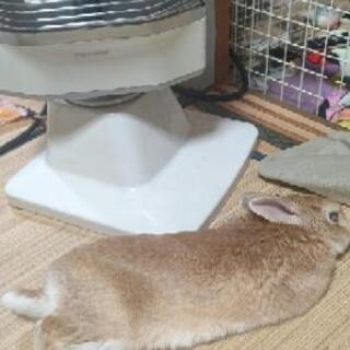 ウサギ(ネザーランドドワーフ) − 大阪府