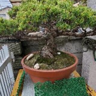 値下げ 樹齢60年 五葉松