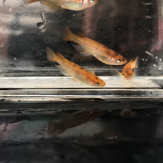 【メダカ】黒柄点目悪魔 