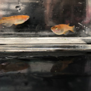 【メダカ】黒柄点目悪魔 