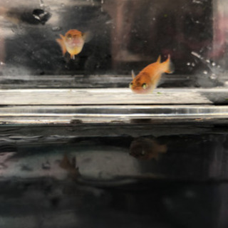 【メダカ】黒柄点目悪魔 