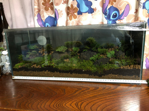苔水槽付き
