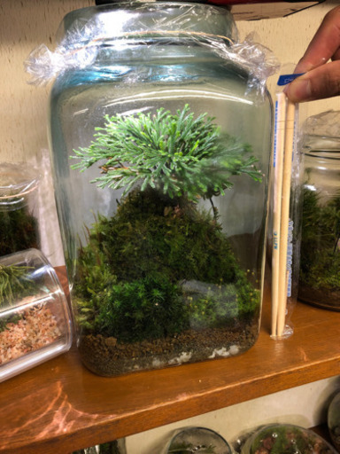 苔テラリウム大