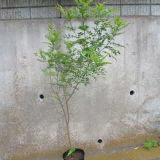 観葉植物・庭木（シマトネリコ／約2m）