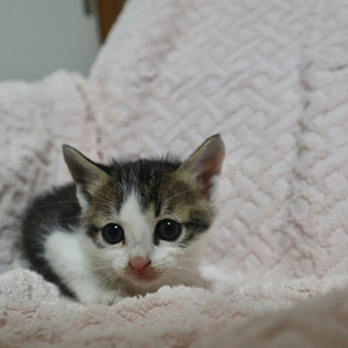 とにかくかわいい5兄妹💕【終の住処決まりました🙇‍♀️】 - 里親募集