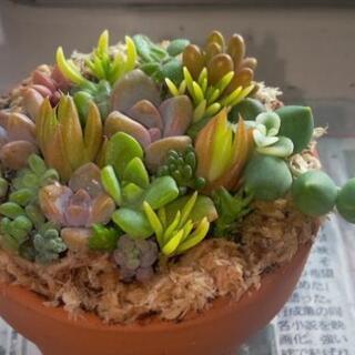 ミニ多肉植物寄せ植え🌵(素焼き鉢)