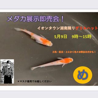 5/9(日)🐟グリルズハットでメダカ販売あります🐟