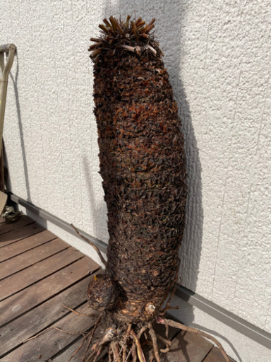 ソテツ