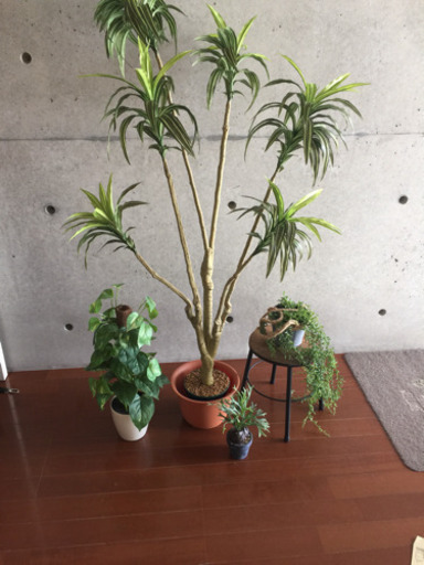 観葉植物ダミー4点セット