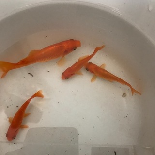金魚4匹