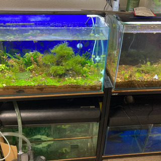 正規通販 水槽台 お引き取り希望 ガラス水槽60センチ 魚用品 水草 Orointegrated Coop