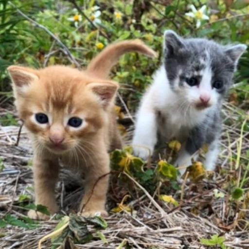 相談中 生後3週間の子猫 ひな 宜野湾の猫の里親募集 ジモティー