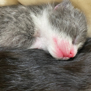和歌山県の猫の里親募集 ジモティー