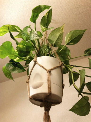 観葉植物　ゴールデンポトス　5号底面給水鉢とハンギングネット付き