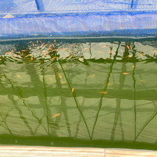 静岡県の中古ミジンコが無料 格安で買える ジモティー