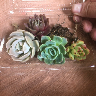 愛媛県の中古多肉植物が無料 格安で買える ジモティー