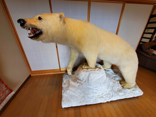 動画あり　千葉県　白熊の剥製　北極熊　剥製　白くま　ホッキョクグマ