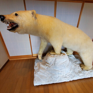 【ネット決済】動画あり　千葉県　白熊の剥製　北極熊　剥製　白くま...