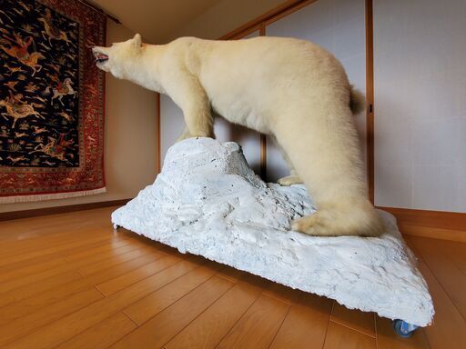 動画あり　静岡県　白熊の剥製　北極熊　剥製　白くま　ホッキョクグマ