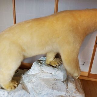 動画あり　静岡県　白熊の剥製　北極熊　剥製　白くま　ホッキョクグマ