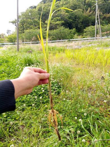 （現地引取限定）【無農薬・無肥料・自然栽培】（新芽100本）マコモ苗