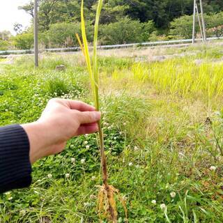 （現地引取限定）【無農薬・無肥料・自然栽培】（新芽100本）マコモ苗