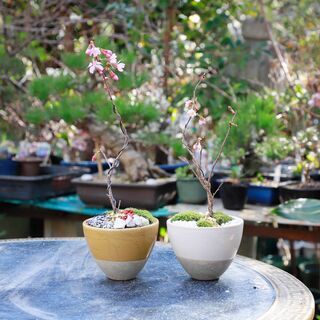 【母の日にも】紫陽花のミニ盆栽づくり！へぇ〜と驚く盆栽の世界 - 広島市