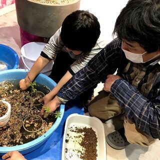 【母の日にも】紫陽花のミニ盆栽づくり！へぇ〜と驚く盆栽の世界 − 広島県